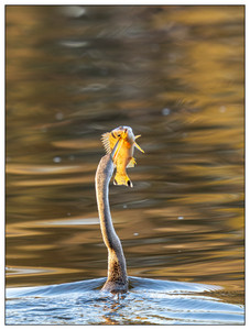 Australasian darter-fish-04062025.jpg