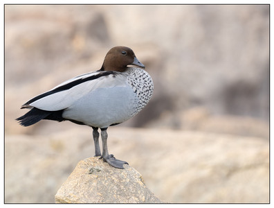 Australian Wood Duck-07292024.jpg