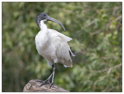 Australian white ibis-07302024.jpg