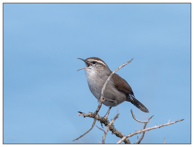 Bewick's Wren-09022024.jpg