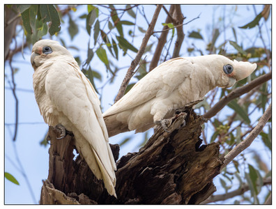 Corellas-09302023.jpg