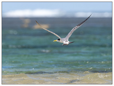 Greater Crested Tern-08102024.jpg