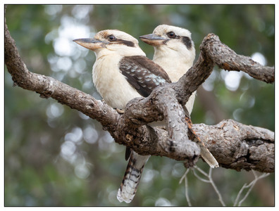 Kookaburras-09182023.jpg