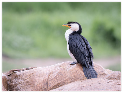 Little Pied Cormorant-07282024.jpg