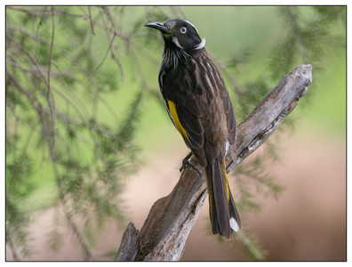 New Holland Honeyeater-07302024.jpg