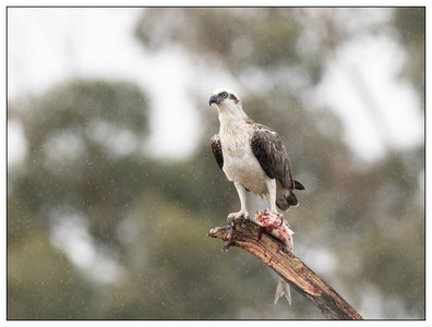 Osprey-07292024.jpg