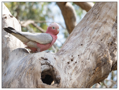 Pink&GreyGalah-09222023.jpg