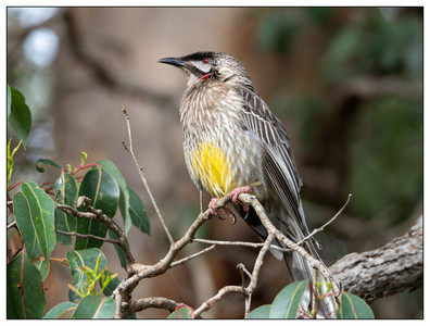 Red_Wattlebird-09182023.jpg