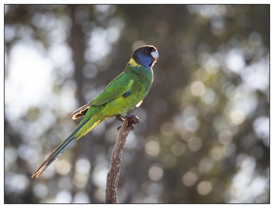 RingNeckedParrot-09162023.jpg