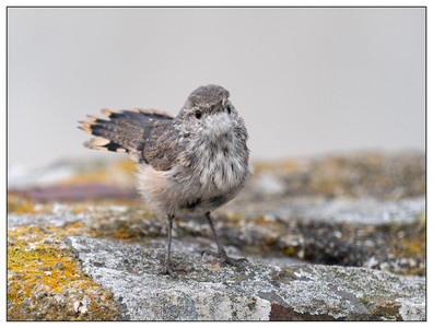 Rock Wren-09082024.jpg