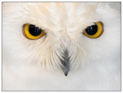 Snowy Owl-07212024.jpg