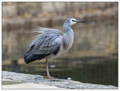 White-faced Heron-07282024.jpg