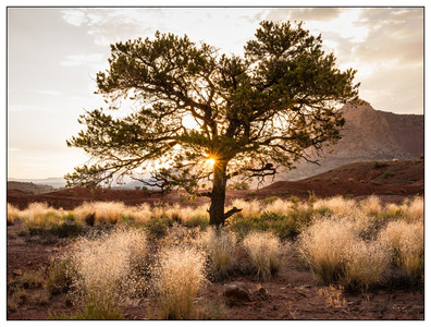 CapitolReefTree-07182014.jpg