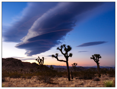 JoshuaTree-11242015.jpg