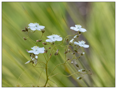 AusFlowers-09222023.jpg