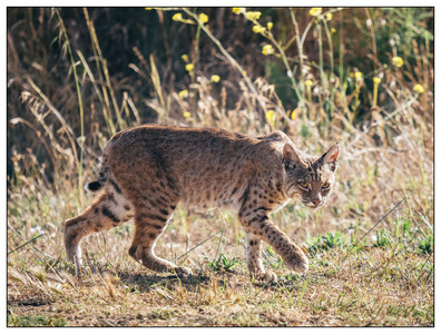 Bobcat-06142025.jpg