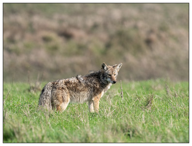 Coyote-01272024.jpg