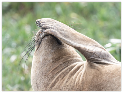 FemaleElephantSeal-01272024.jpg