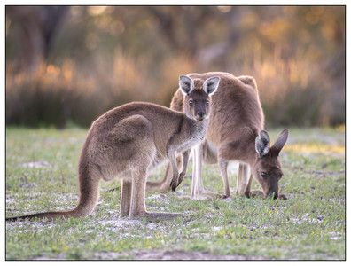 Kangaroos-08052024.jpg