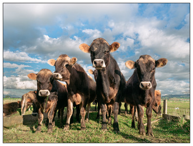 Love Cows-07252015.jpg