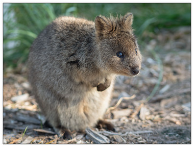 Quokka-07132022.jpg