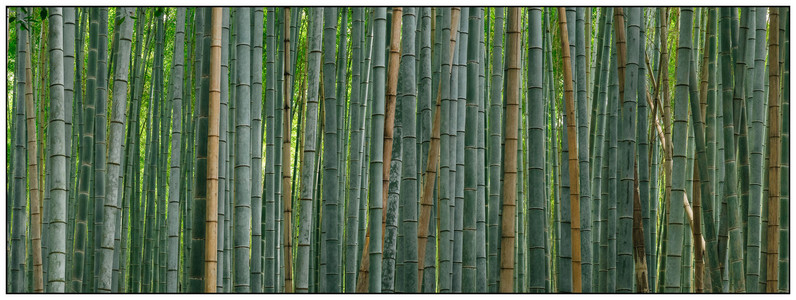 Arashiyama Bamboo Forest-07232024.jpg