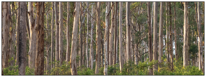 EucalyptusForest-09182023.jpg