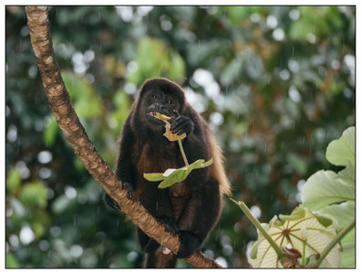 CostaRica-HowlerMonkey-10262015.jpg