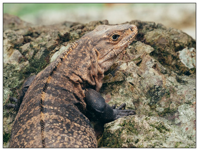 CostaRica-Iguana-10262015.jpg