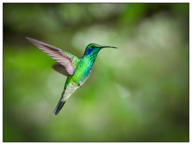 CostaRica-LesserVioletear-10242015.jpg