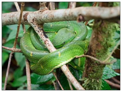 CostaRica-PitViper-10242015.jpg