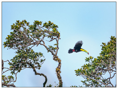 CostaRica-Toucan-10242015.jpg