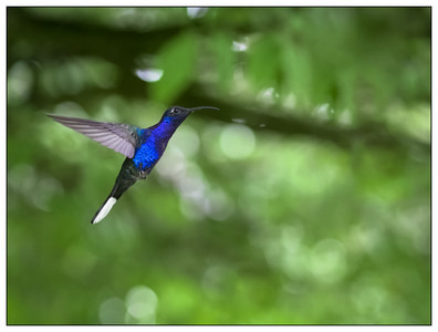 CostaRica-VioletSabreWing-10242015.jpg