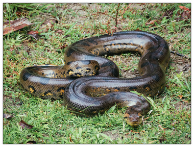 PeruAnaconda-08102019.jpg