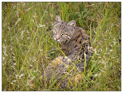 Bobcat-05042026.jpg