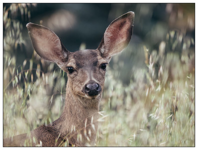 Deer-05082026.jpg