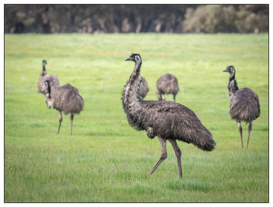 Emus, Gingin, WA-08062024.jpg
