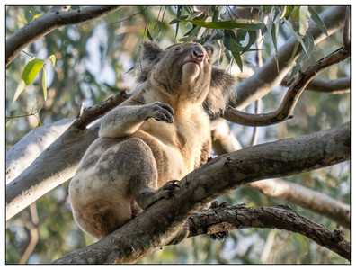 Koala-07062026.jpg