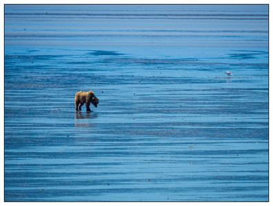 Lonesome Clammer - Alaska-06212016.jpg