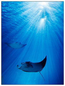 Rays on Rays-08142014.jpg