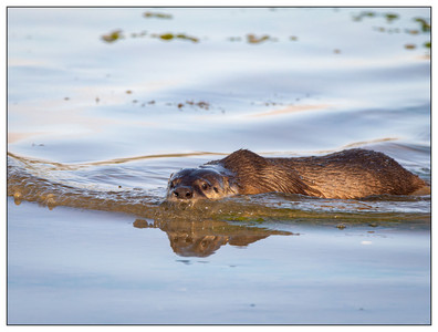River Otter-06192024.jpg