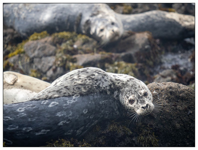 Wildlife